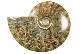 Polished Ammonite (Cleoniceras) Fossil - Madagascar #266273-1